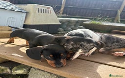 Dachshund dogs for sale: Beautiful dachshund  - Image 2