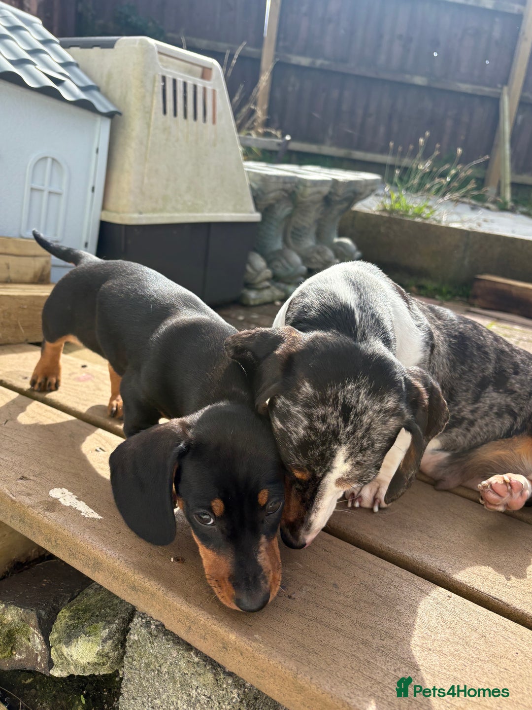 Dachshund dogs for sale: Beautiful dachshund  - Image 2
