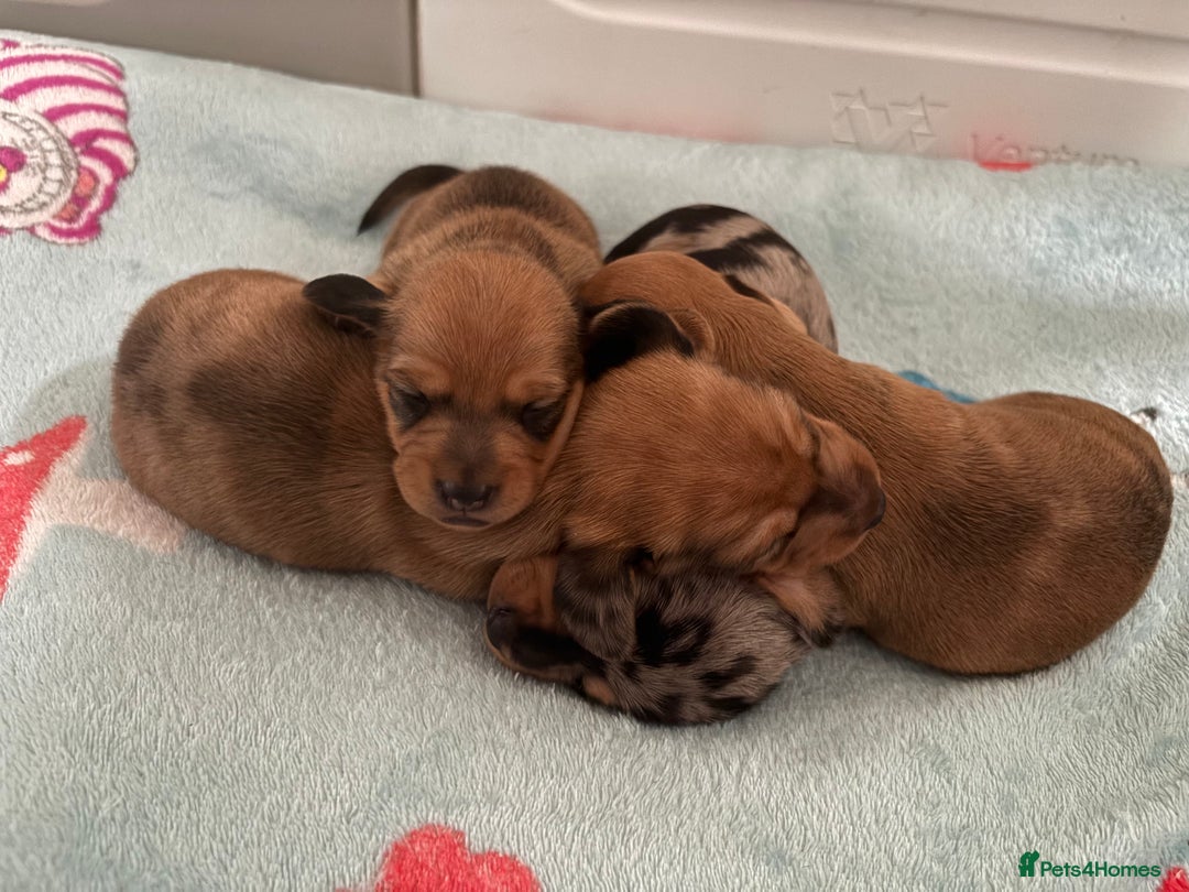 Miniature Dachshund dogs for sale: Miniature Dachshund Puppies💕 - Advert 20