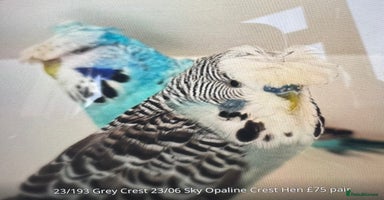 Budgerigars birds - Advert 4