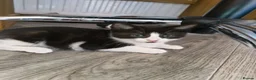 Mixed Breed cats for sale: 4 Well Trained & Healthy Kittens For New Home - Advert 9