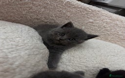 British Shorthair cats for sale: Kittens for sale - Image 1