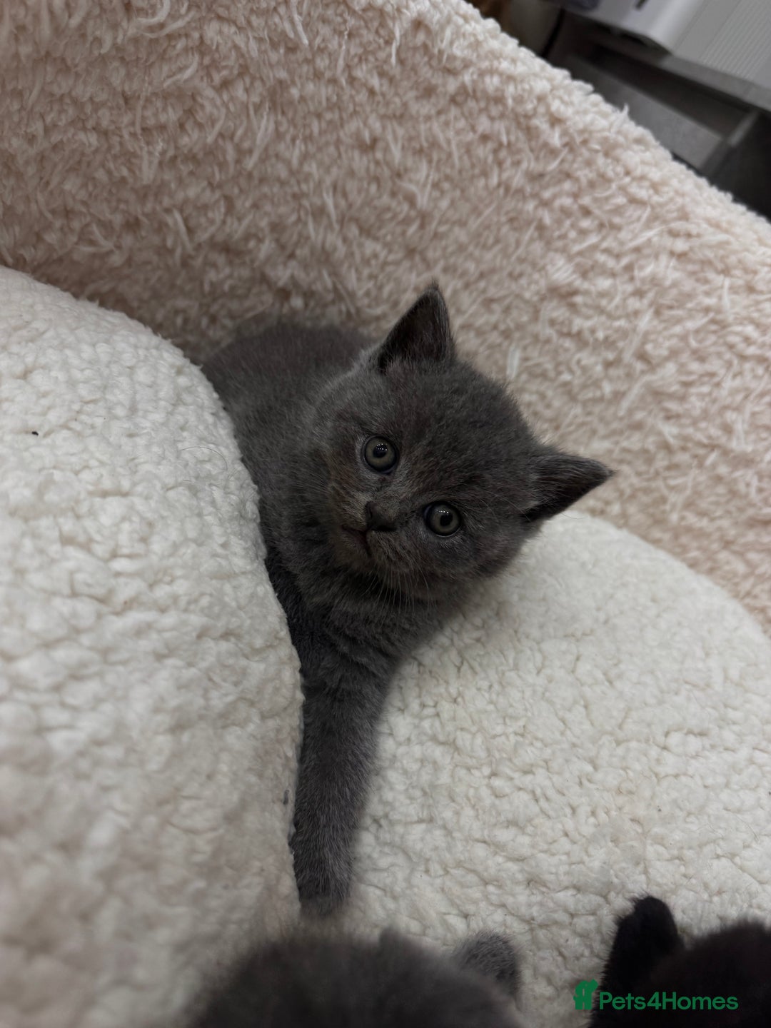 British Shorthair cats for sale: Kittens for sale - Image 1