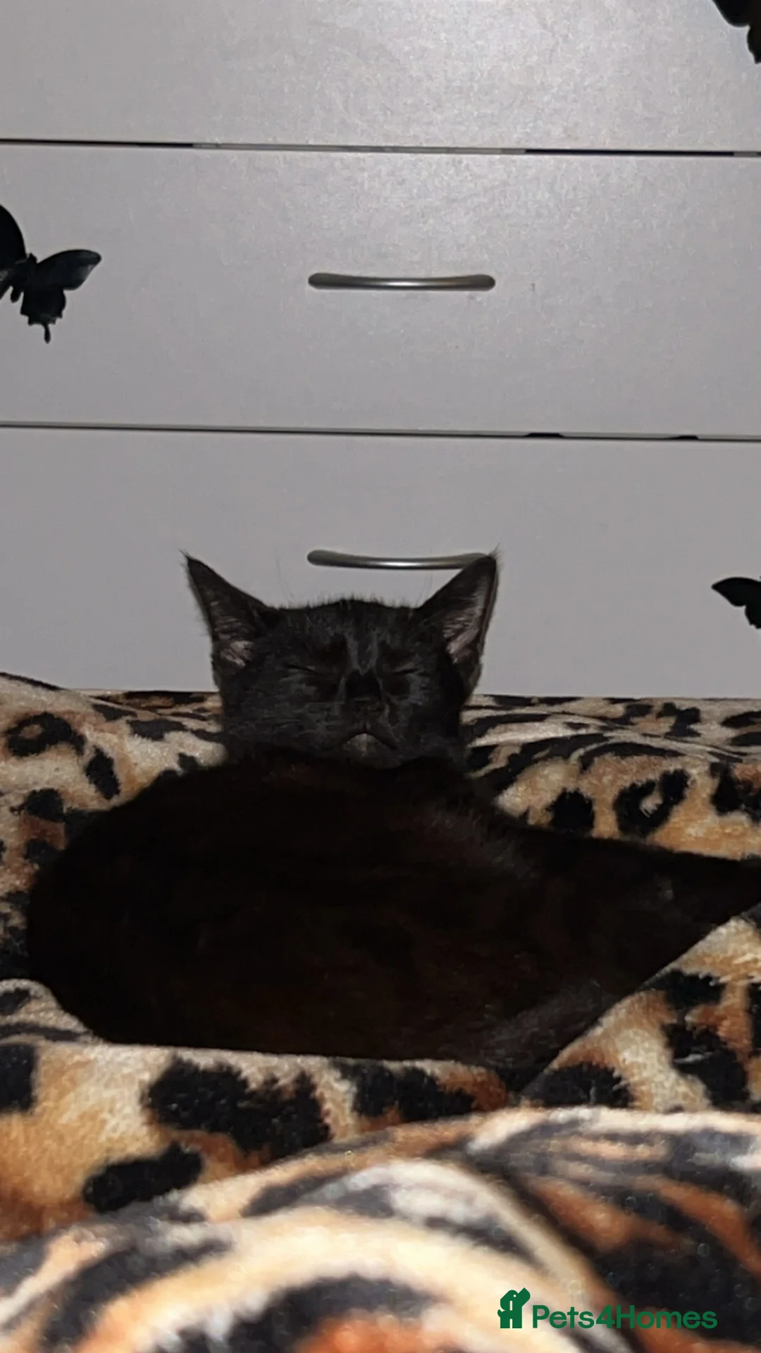 Bombay cats for sale: Black Cat for sale  - Advert 3