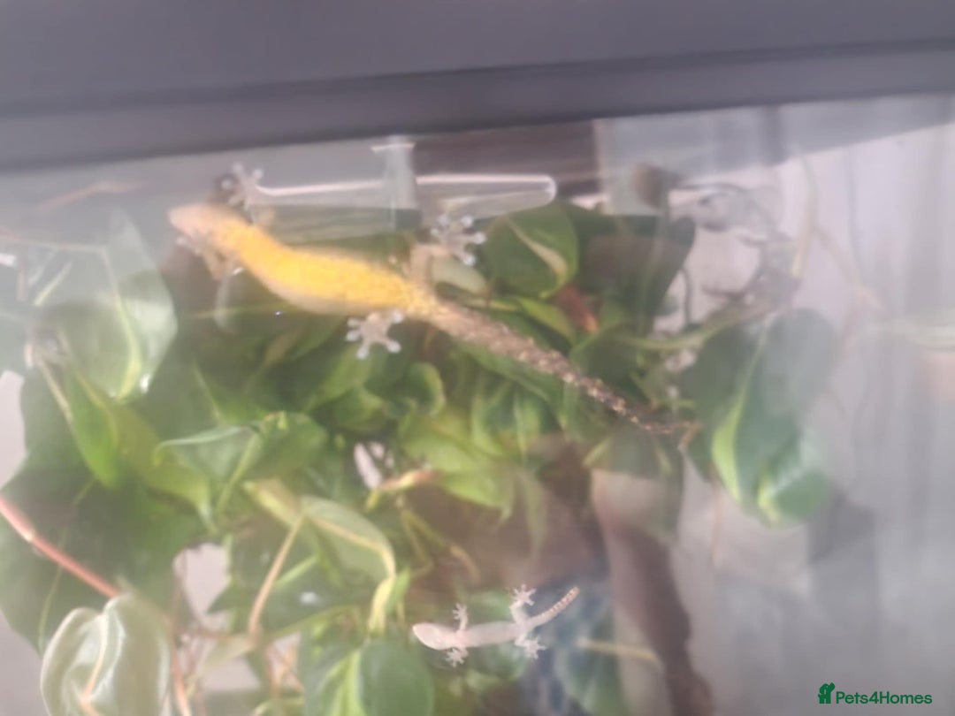 Gecko reptiles for sale: Mourning Gecko hatchlings. - Image 4