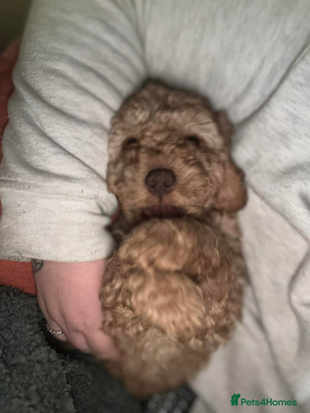 Cockapoo dogs for sale: ***BEAUTIFUL F1B COCKAPOOS*** - Advert 23