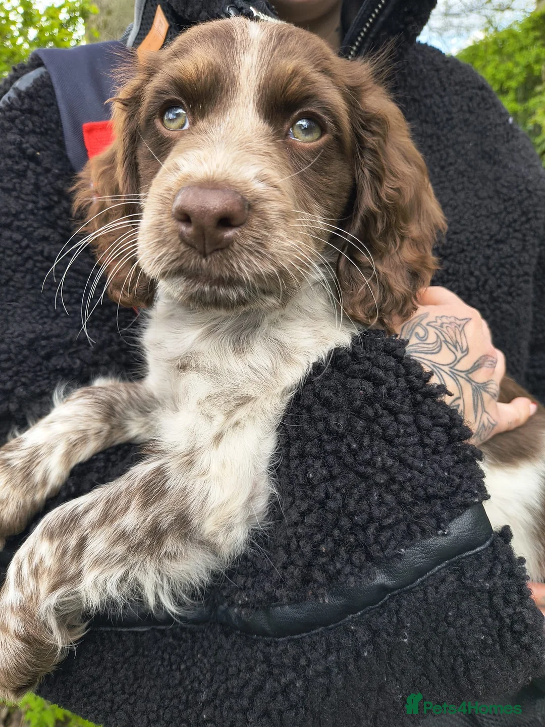 Sprocker dogs for sale: Sprocker Spaniel  in Telford - Advert 1