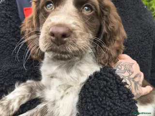 Sprocker dogs Sprocker Spaniel - Advert 4