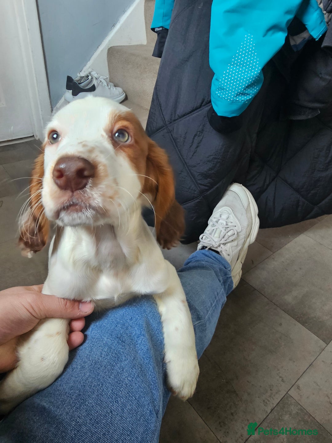 Cocker Spaniel dogs for sale: Hero the spaniel  - Image 8