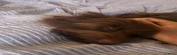 Yorkshire Terrier dogs for sale: RARE Chocolate Yorkshire Terrier - Advert 4