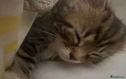 Mixed Breed cats for sale: Tabby Kittens - Image 5