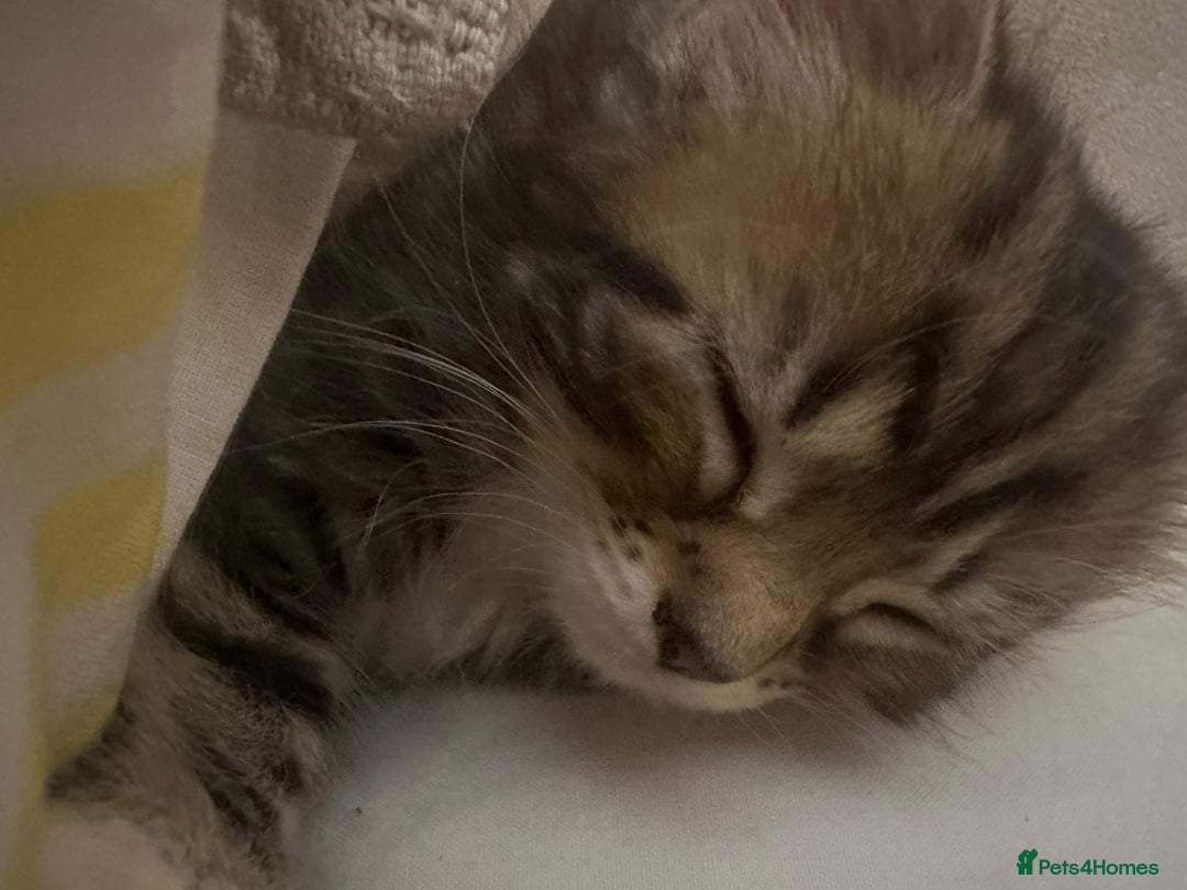 Mixed Breed cats for sale: Tabby Kittens - Image 5