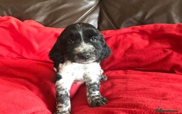 Sprocker dogs for sale: Sprocker - Image 3