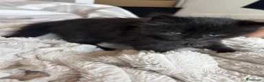 Mixed Breed 1