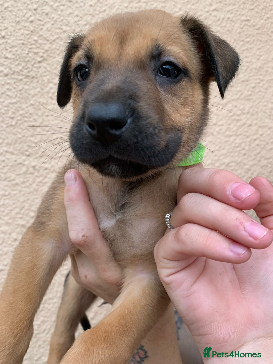 Mixed Breed dogs for sale: 12 beautiful baby's  - Image 13