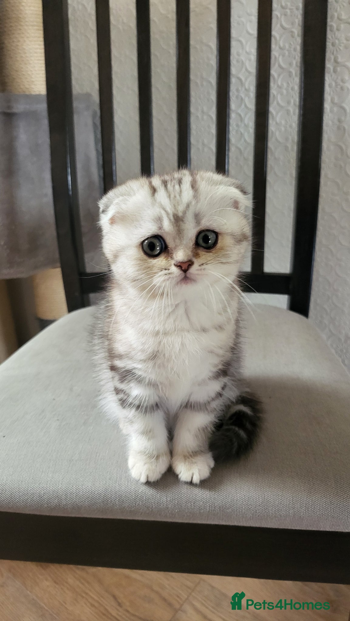 British Shorthair cats Amazing Scottish kittens ready to leave - Advert 3