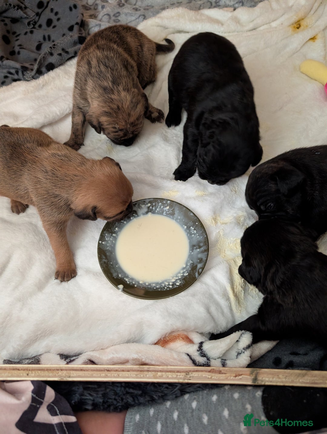 Mixed Breed dogs for sale: Staff cross pups - Image 13