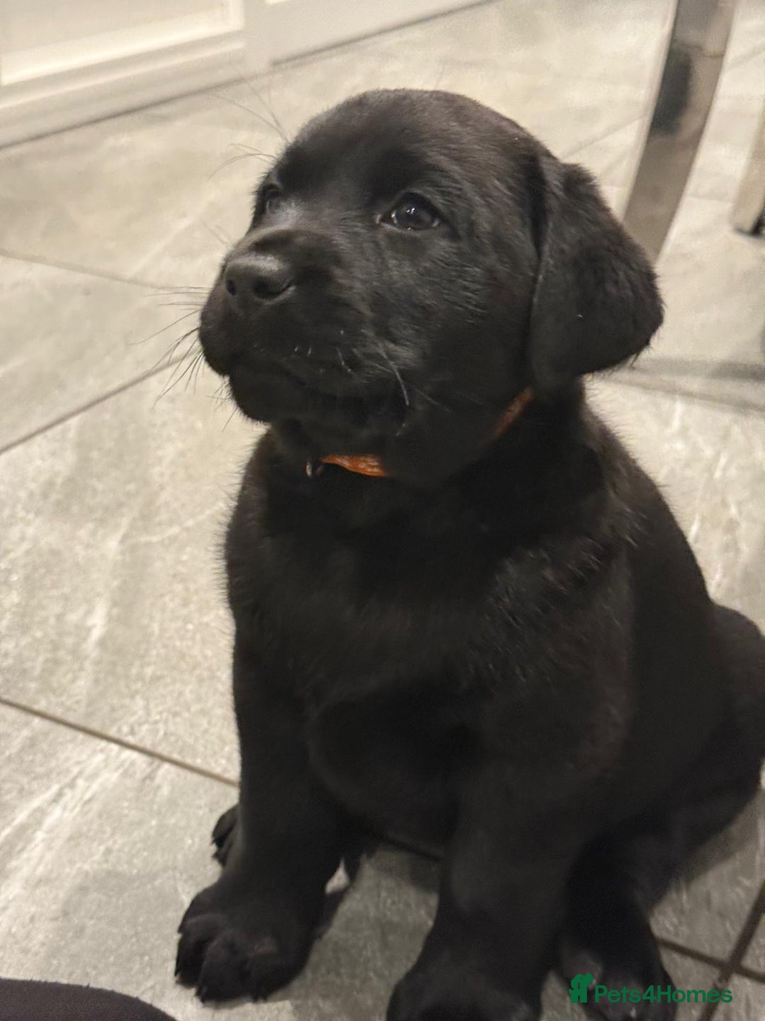 Labrador Retriever dogs for sale: Ready to leave Chunky Show type Labrador puppy - Advert 2