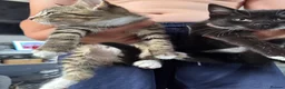 Mixed Breed cats for sale: 2 cute kittens ready now  - Advert 5