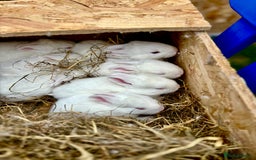 New Zealand rabbits for sale: White New Zealand Rabbits for Sale - Image 1