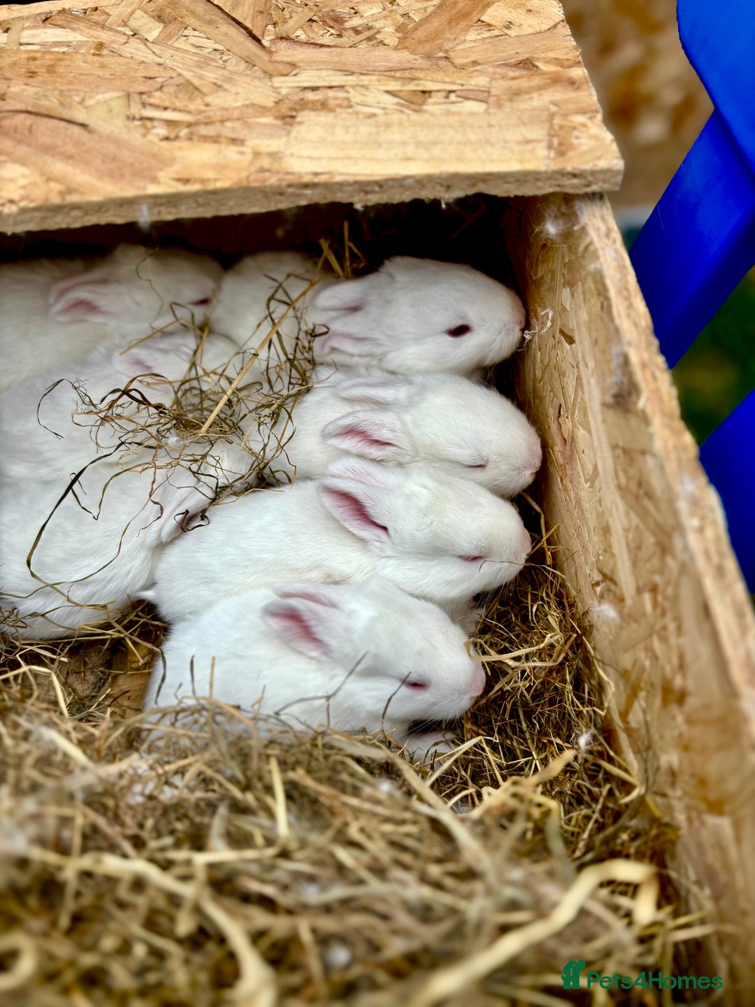 New Zealand rabbits for sale: White New Zealand Rabbits for Sale - Image 1