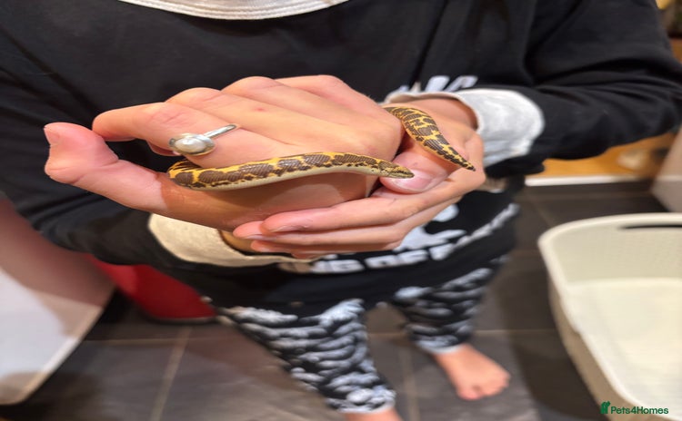 Snake reptiles - Advert 1