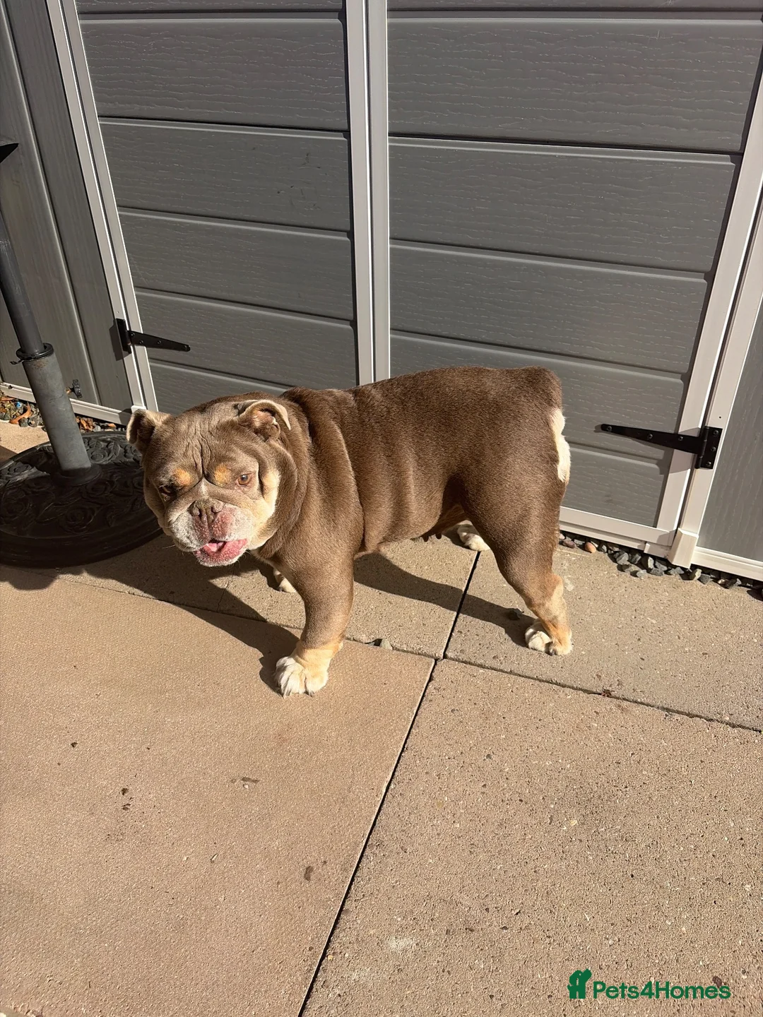 English Bulldog dogs for sale: Beautiful British bulldog 5 years old  in Birmingham - Advert 2