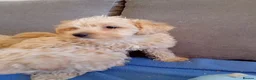 Jackapoo dogs for sale: Jackapoo - Advert 23