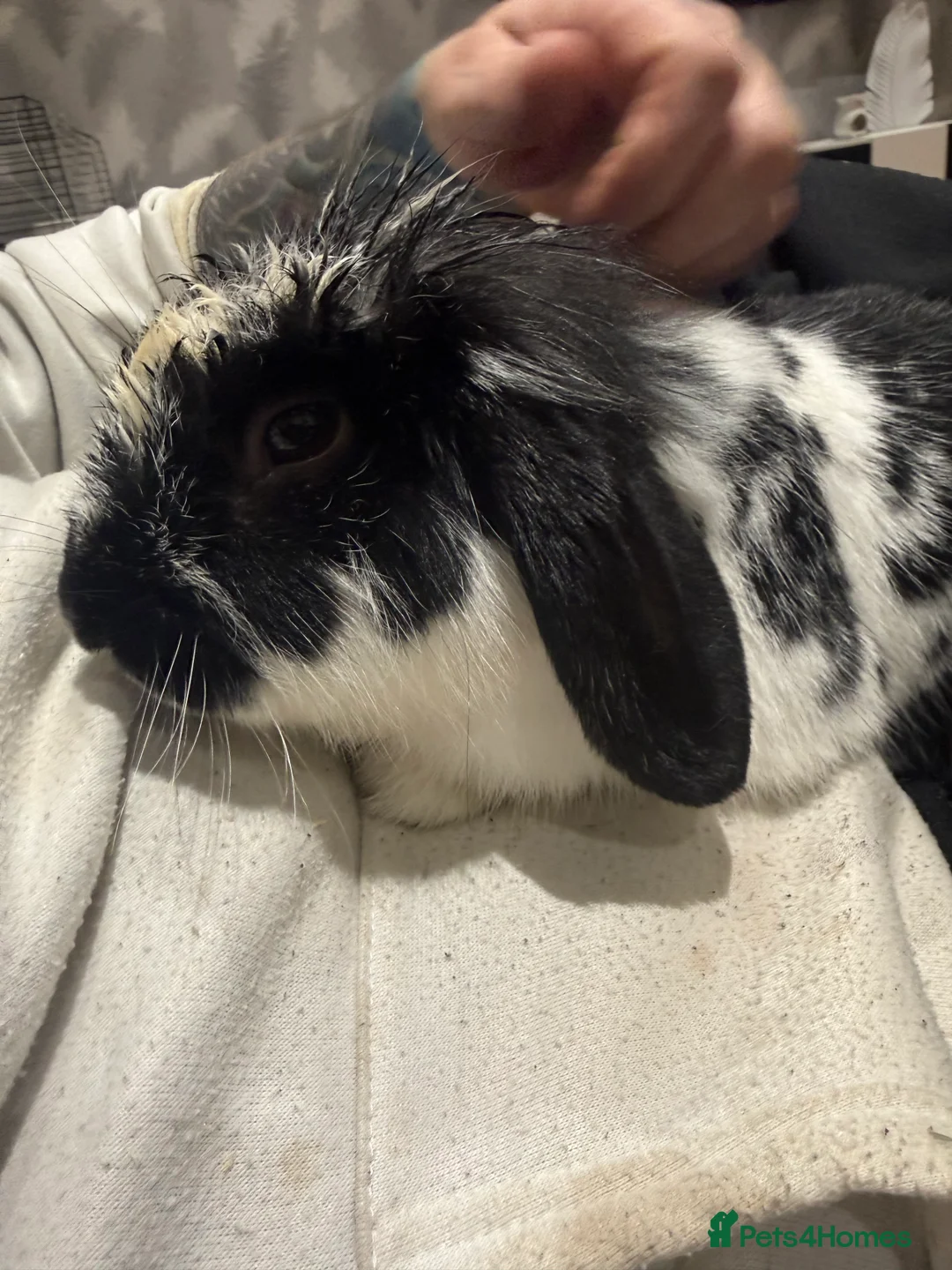 Mixed Breed rabbits for sale: 3 male Rabbits 💙 - Advert 2