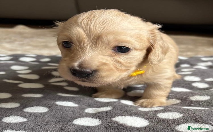 Miniature Dachshund dogs - Advert 8