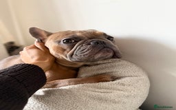 French Bulldog dogs for sale: Frenchie Male age 2.5  - Advert 2