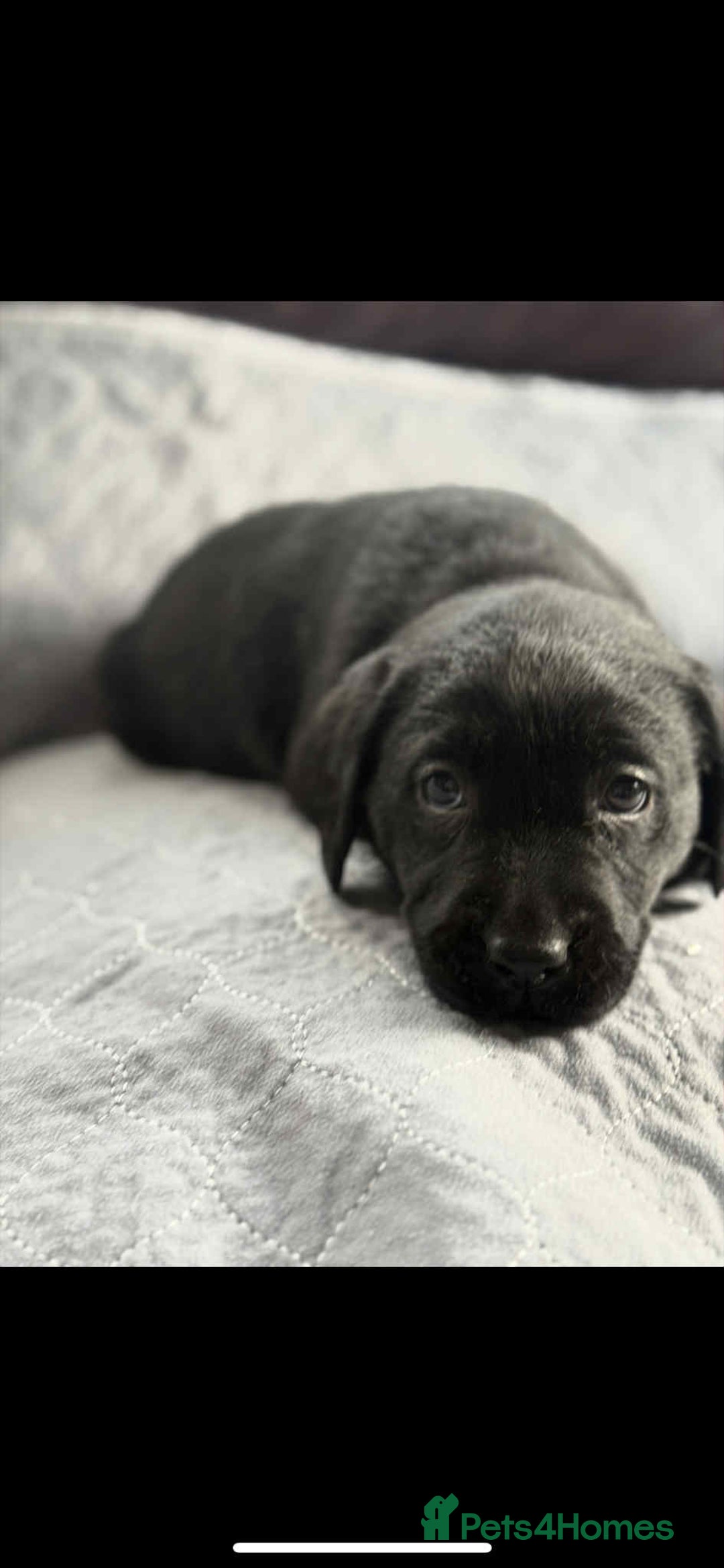 Labrador Retriever dogs for sale: two stunning labrador puppies - Advert 3