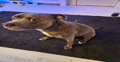 Staffordshire Bull Terrier dogs - Advert 30