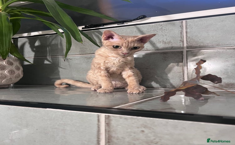 Devon Rex cats - Advert 4