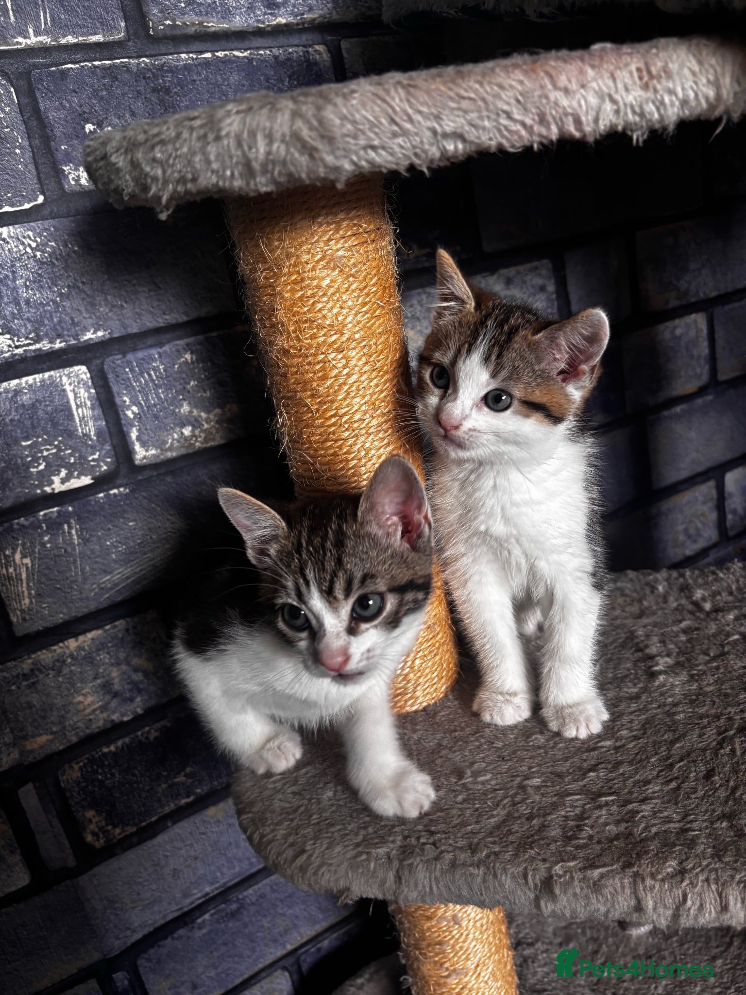 American Shorthair cats American short hairs ready to go  - Advert 7