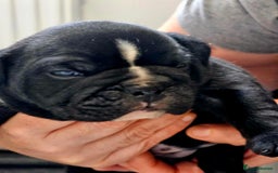 English Bulldog dogs for sale: KC Reg Champion Bloodlines 1 Girl Left £ 2800 - Image 37