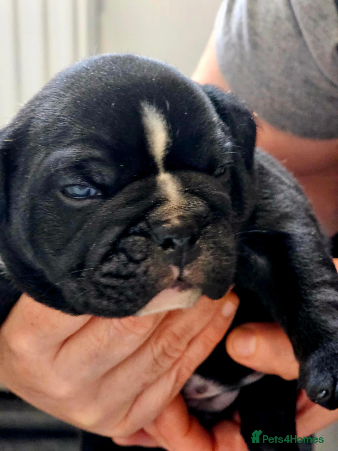 English Bulldog dogs for sale: KC Reg Champion Bloodlines 1 Girl Left £ 2800 - Image 37