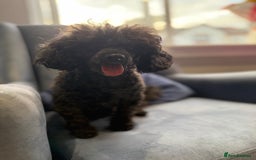 Toy Poodle dogs for sale:  KC Registered Toy Poodle stunning little boy💙 - Image 13