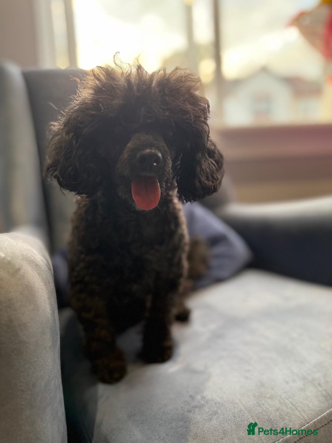 Toy Poodle dogs for sale:  KC Registered Toy Poodle stunning little boy💙 - Image 13