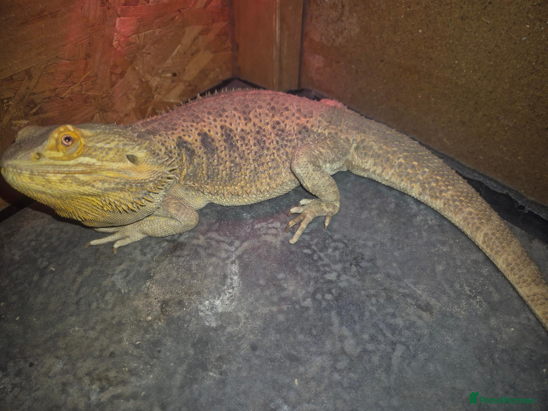 Bearded Dragon reptiles male bearded dragon and set up - Advert 2