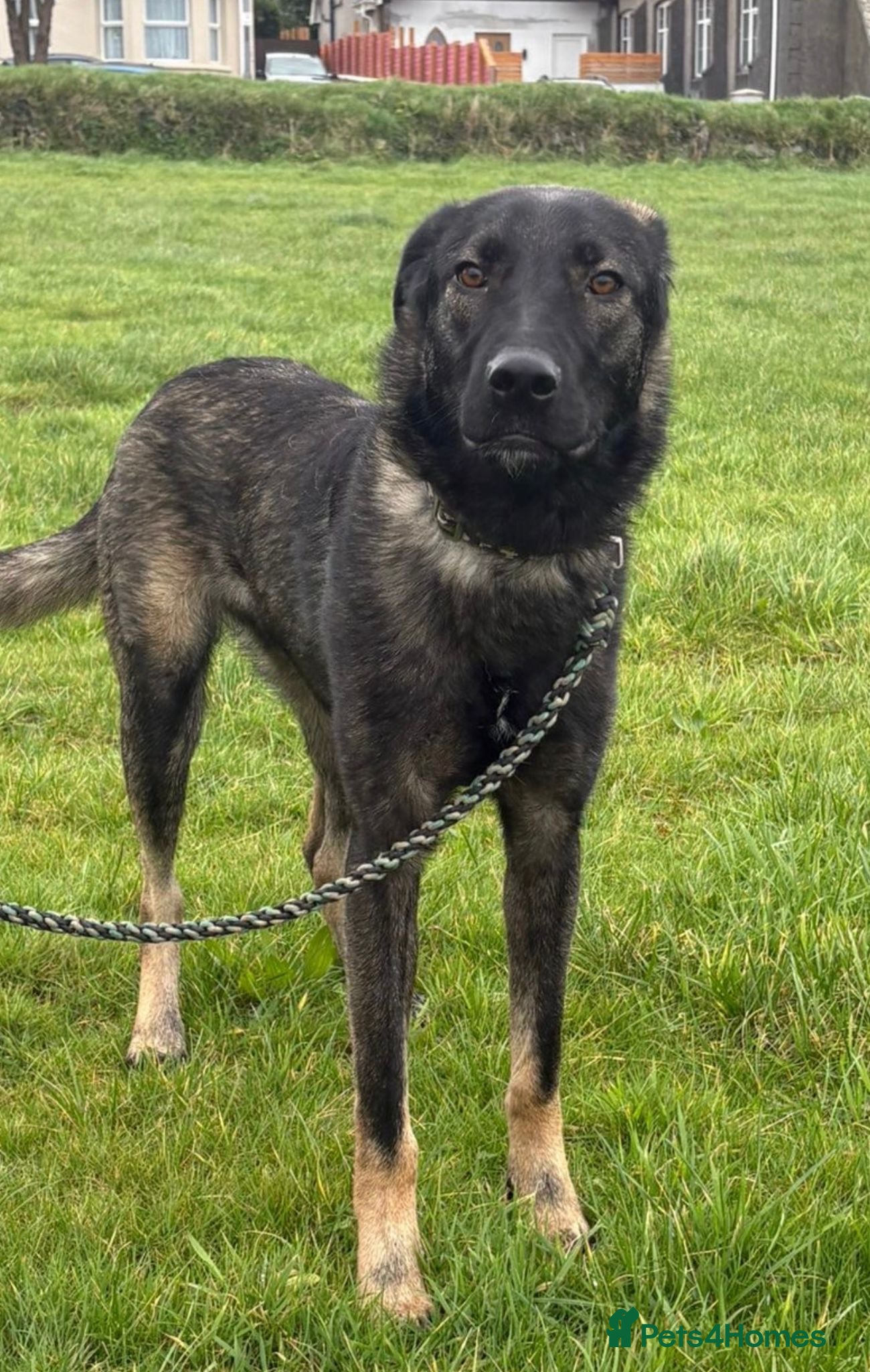 Mixed Breed dogs Edgar  - Advert 2