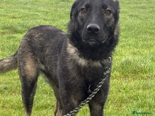 Mixed Breed dogs Edgar - Advert 17