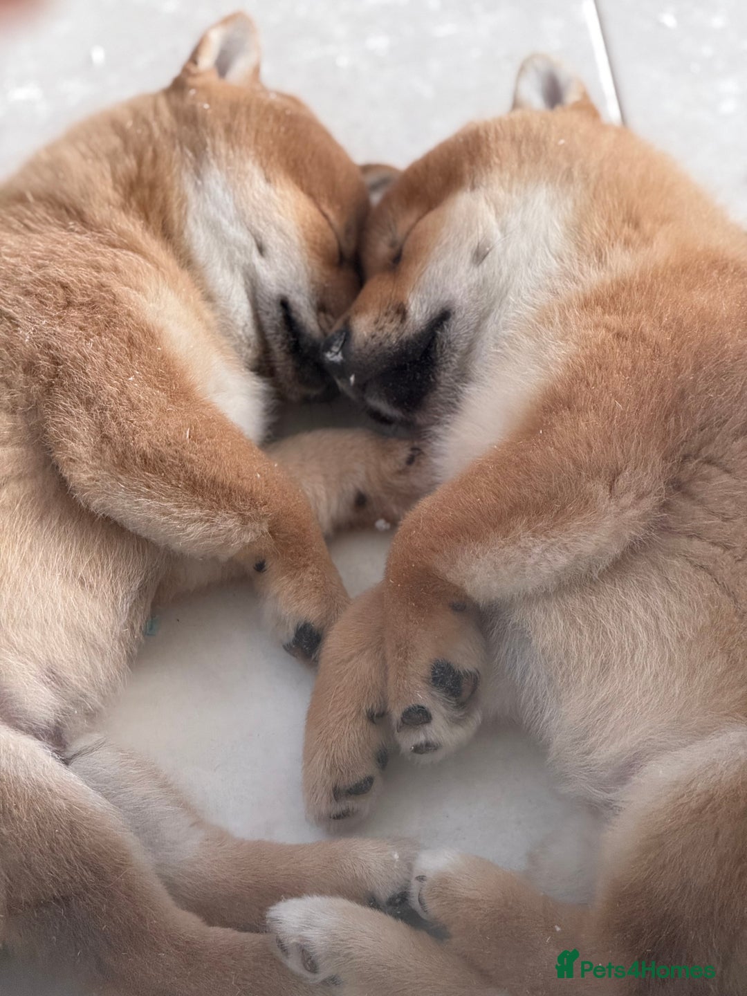 Japanese Shiba Inu dogs for sale: KC registered Clear DNA red Shiba Inu male puppy  - Advert 7