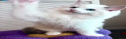 Ragdoll cats for sale: Gorgeous Tica registered Ragdoll kittens 1 girl  - Advert 7