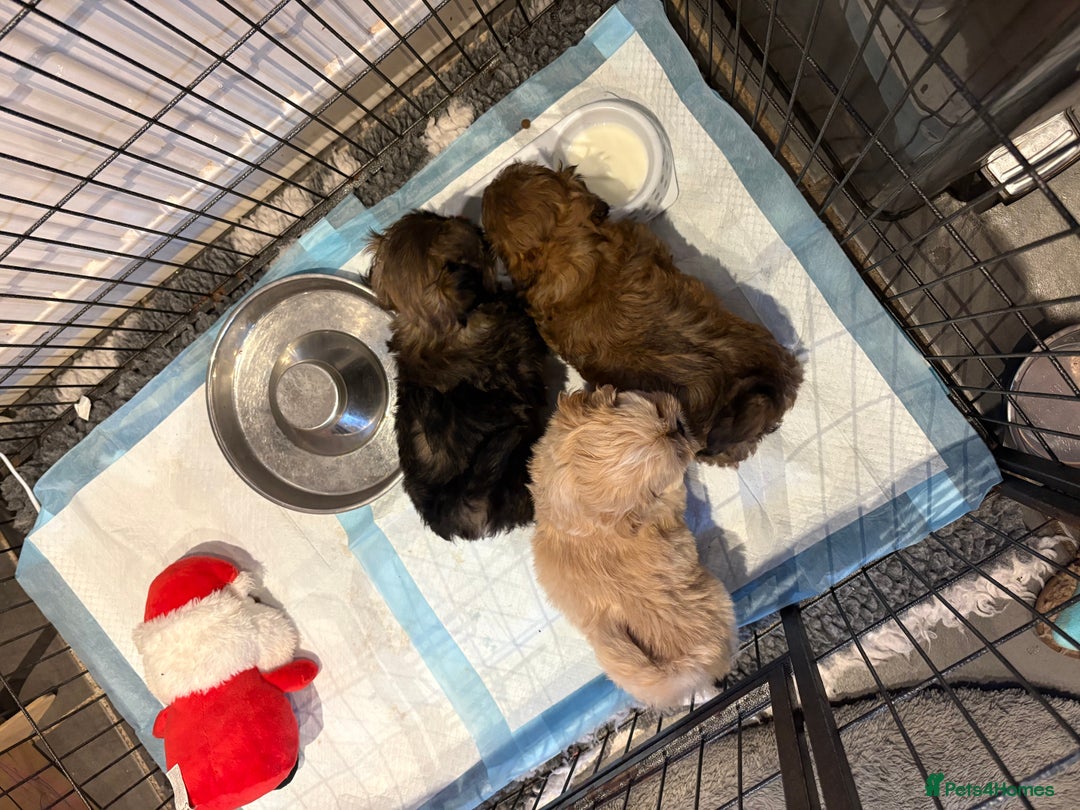 Mixed Breed dogs for sale: Shih Tzu cross - teddy bear puppies - Advert 4