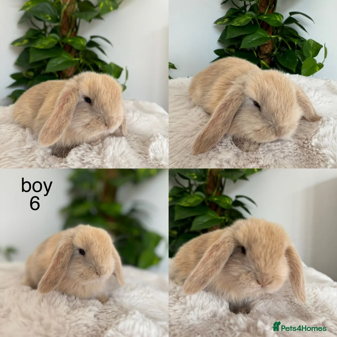 Mini Lop rabbits for sale: pure Mini lop babies  - Advert 5
