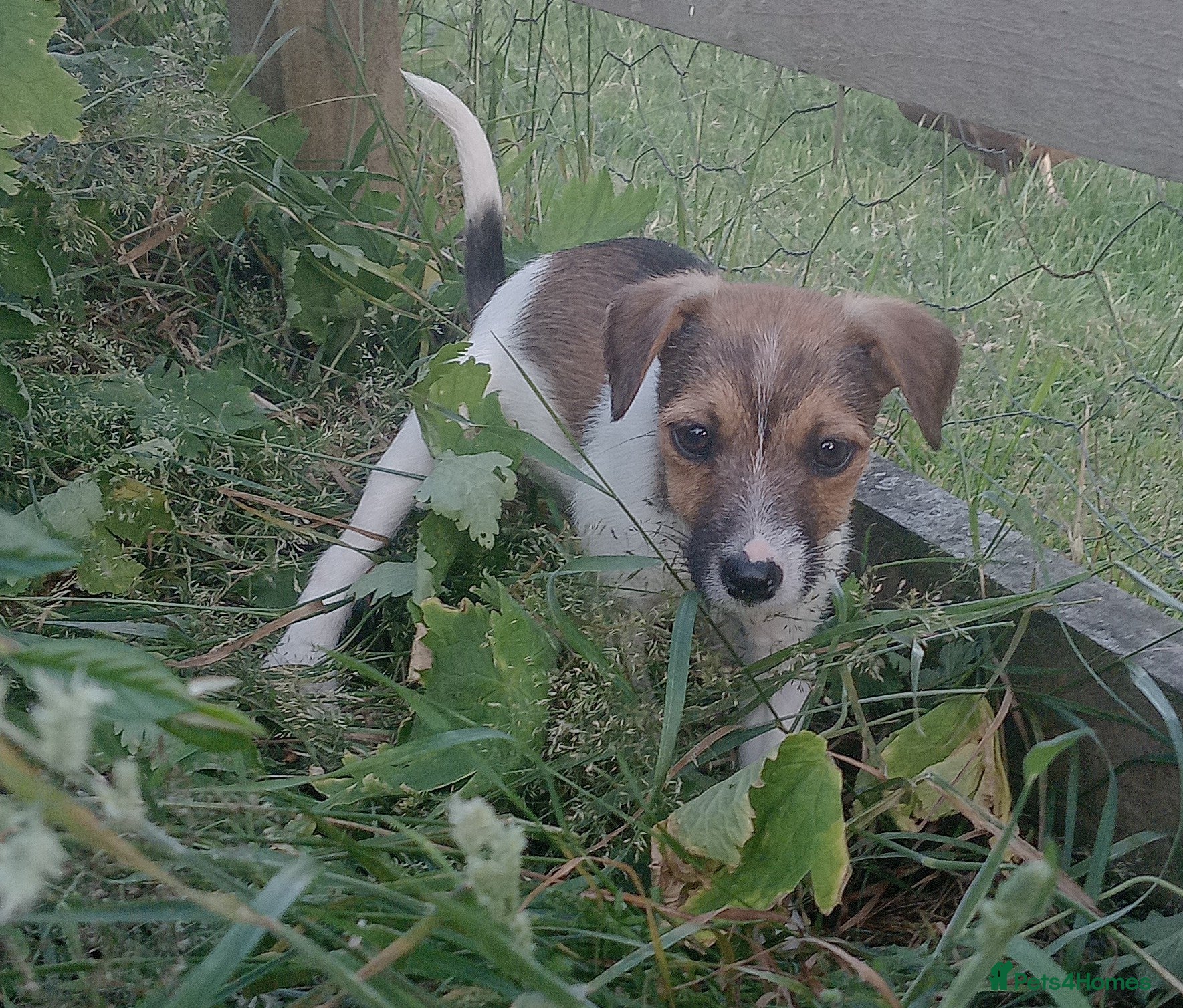 Jack Russell dogs Working Jack Russell Puppies  - Advert 2