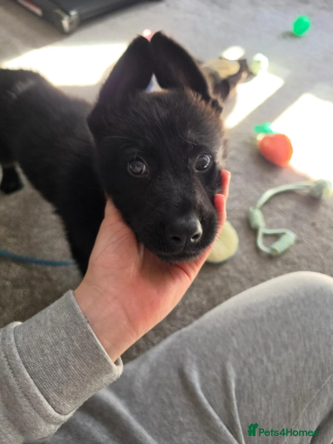 German Shepherd dogs for sale: DDR German Shepherd Puppy - Advert 1
