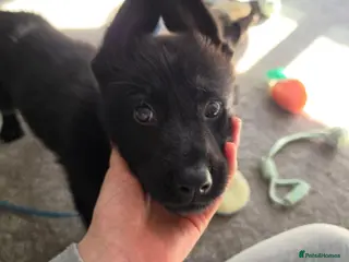 German Shepherd dogs DDR German Shepherd Puppy - Advert 1
