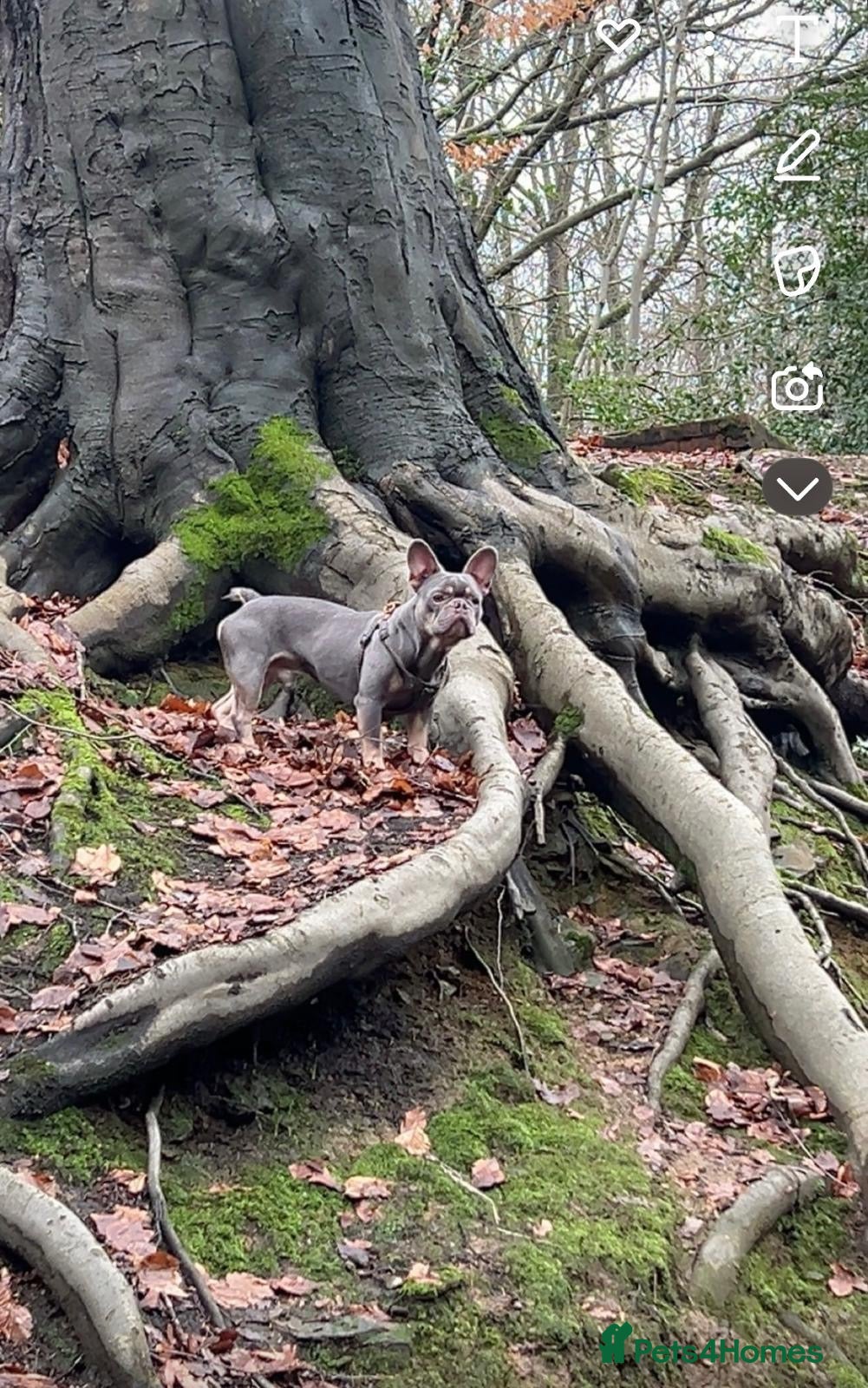 French Bulldog dogs French bulldog  - Advert 21